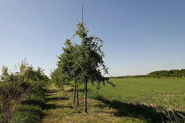 Wildbirnen Plot auf der Versuchsfläche Ackerbau(m)
