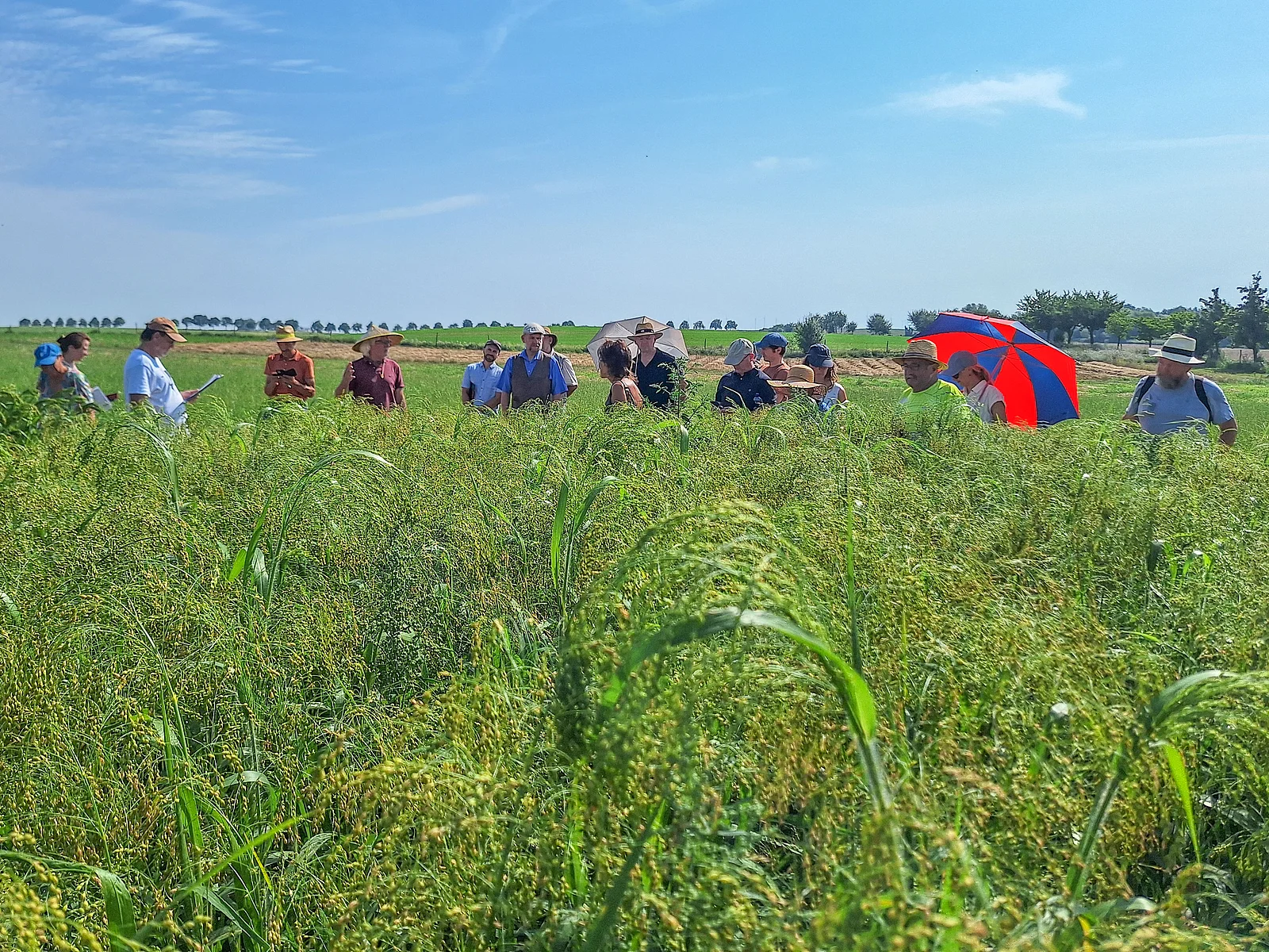 Hirse – vom Vogelfutter zum Superfood