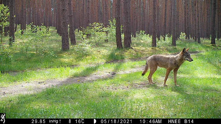 Wolfsnachwuchs im Landkreis Barnim