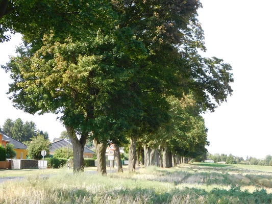 Allee am Ortsrand