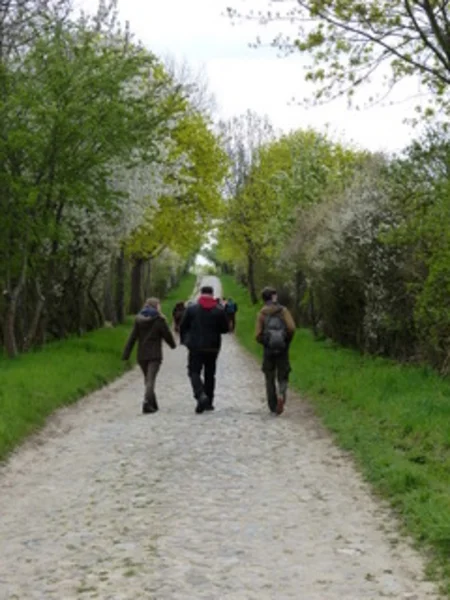 Three people are walking down a tree-lined road, we can only see their backs, but they appear to be talking. With a bit of distance between them, a bigger group is walking ahead of the three people. 