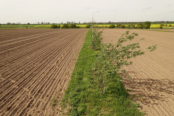 Gehölzstreifen auf der Versuchsfläche Ackerbau(m)