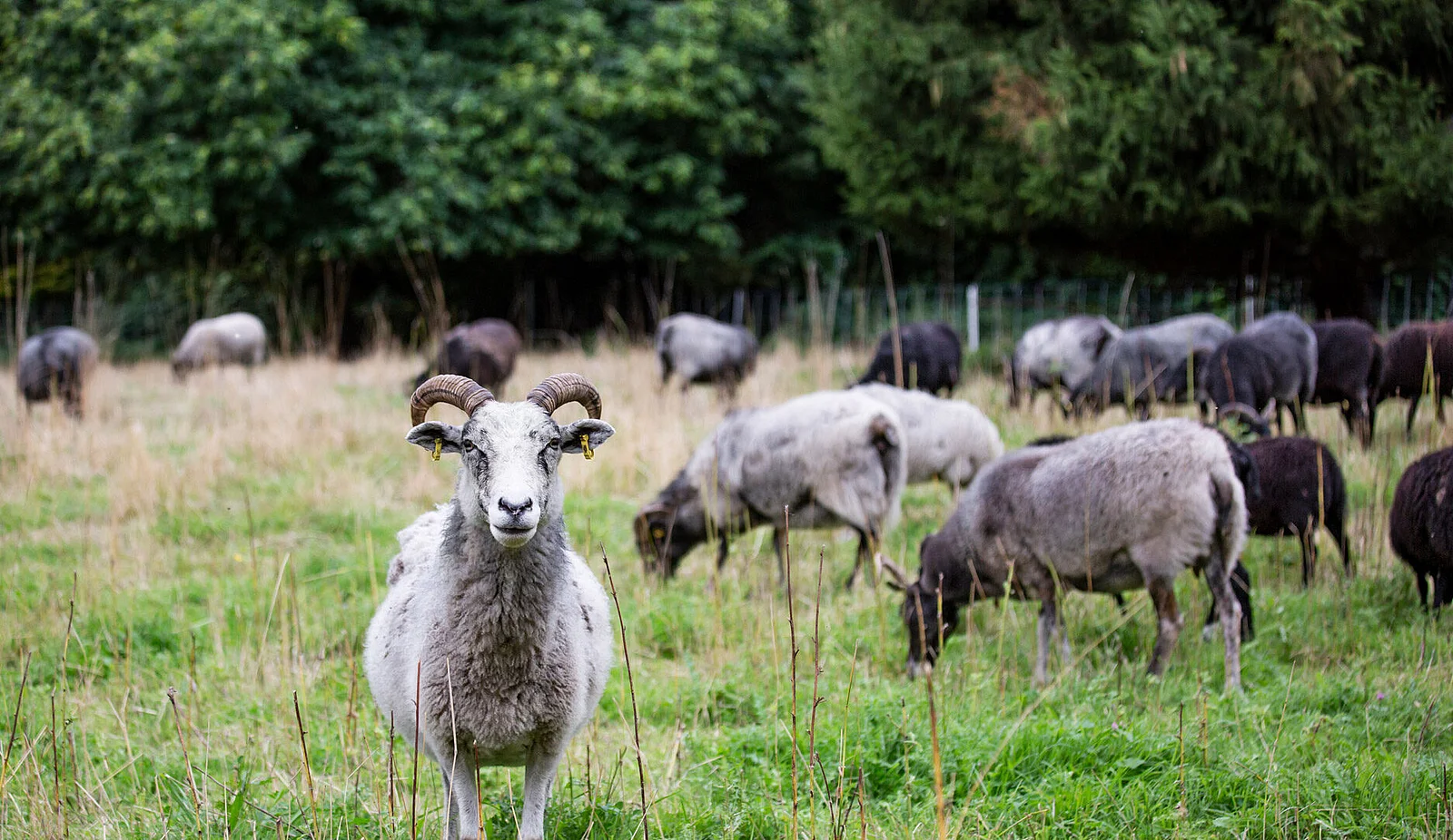 Ein Schaf schaut Dich an