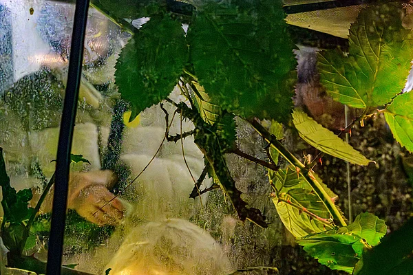 Lebende Insekten waren auch dabei 