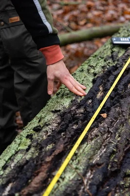 Messungen im Wald