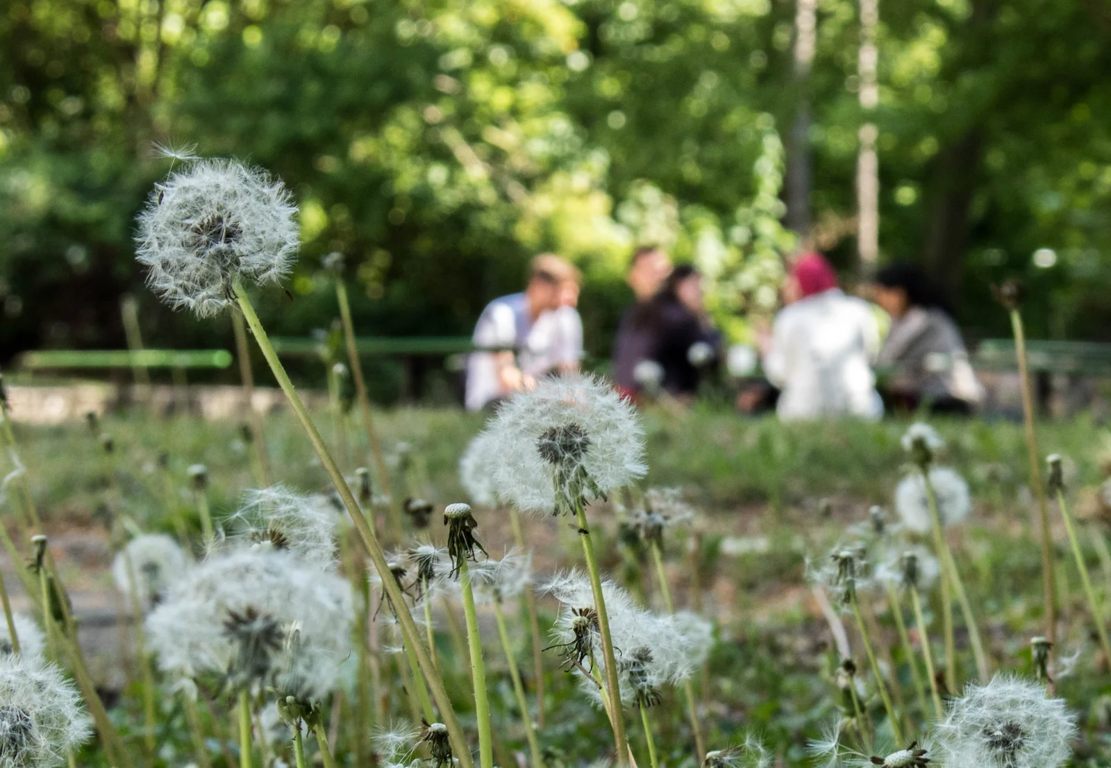 A group of people are sitting in a circle in a meadow. Dandelions can be seen in the foreground.