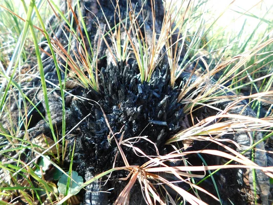 "Monitoring Brandmoore Lieberose"