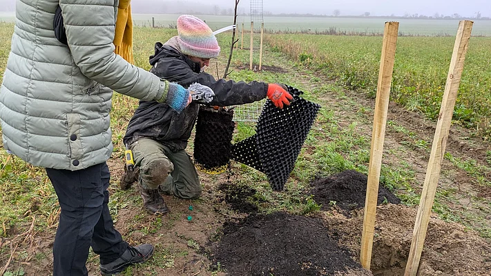 Zwei Menschen pflanzen einen Walnusssetzling