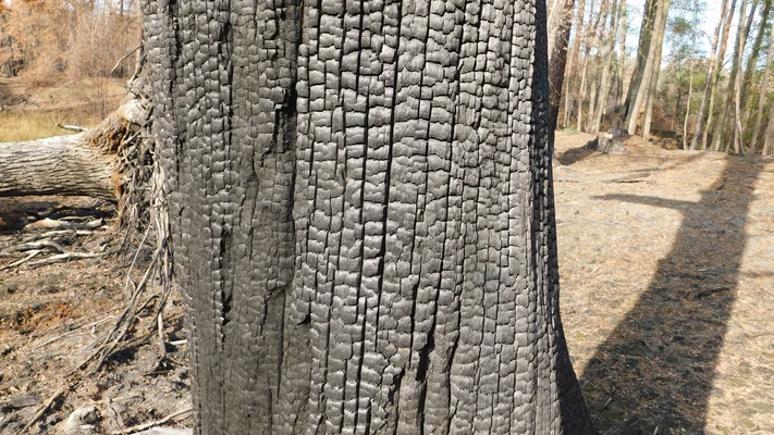 "Monitoring Brandmoore Lieberose"