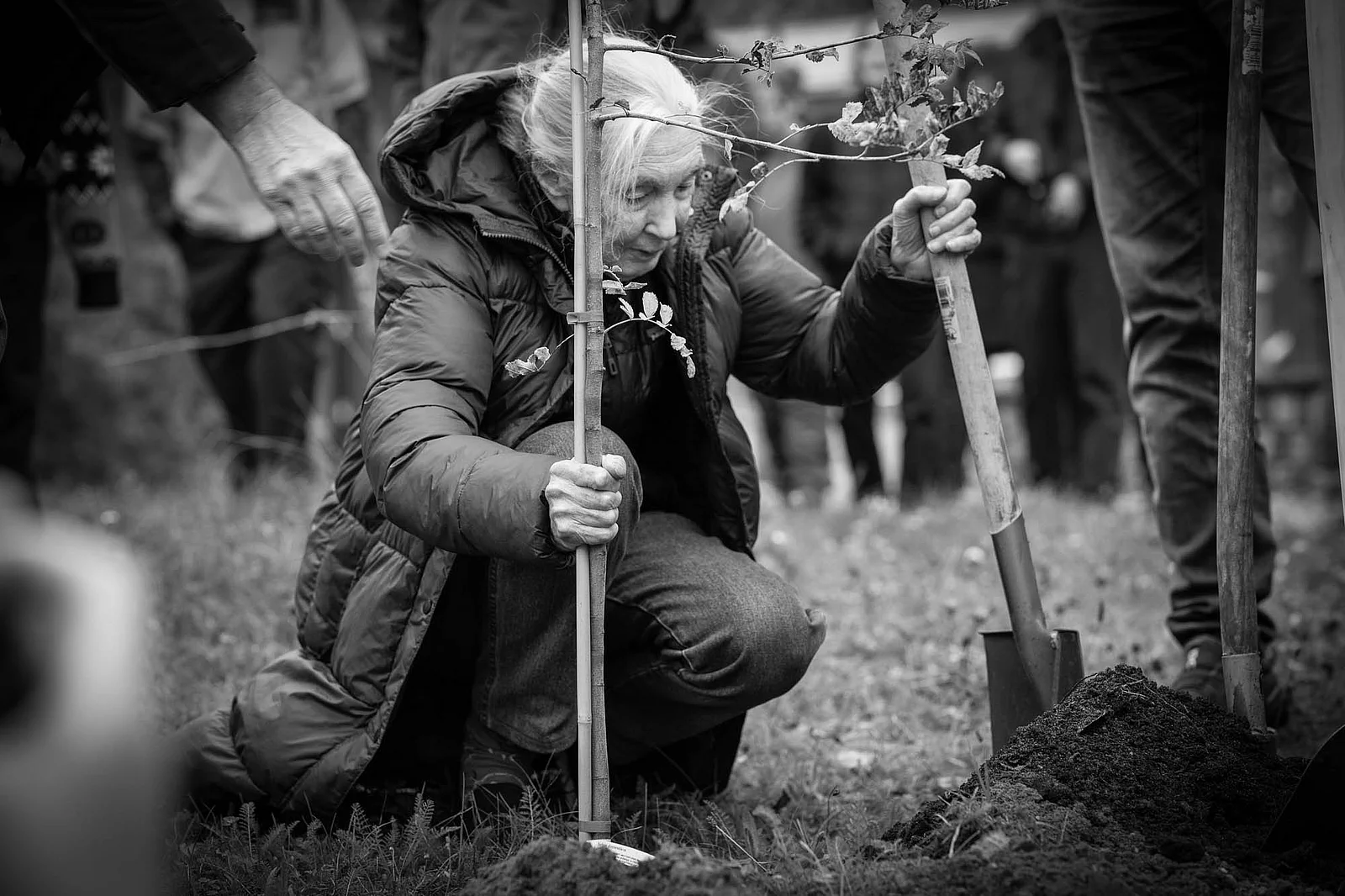 Jane Goodall pflanz einen Speierling auf dem Waldcampus