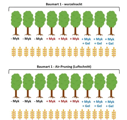 Schaubild zum Versuch