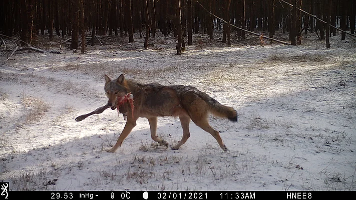 Wolfsnachwuchs im Landkreis Barnim