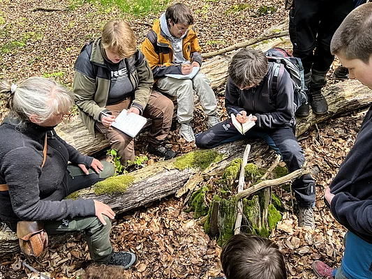 Untersuchung von Mycel an Totholz in den naturnah bewirtschafteten Buchwäldern des Forstbetriebs Reiersdorf im Norden Brandenburgs