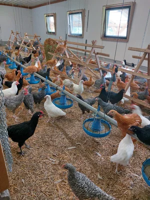 Besuch bei einem Legehennen-Betrieb