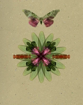 ein Schmetterling über einer Blume