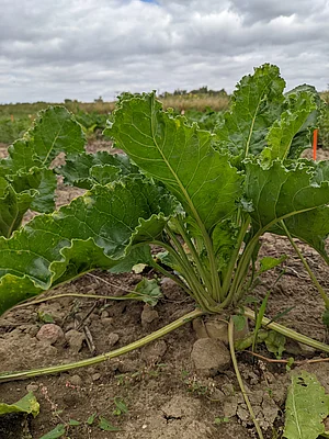 Bio-Zuckerrübe auf einem Acker in Brandenburg