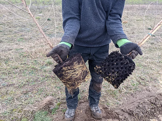 zwei Maulbeerpflanzen im Vergleich